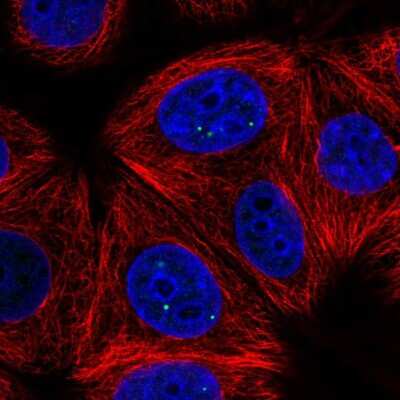 Immunocytochemistry/ Immunofluorescence: TH1L Antibody [NBP2-55741]