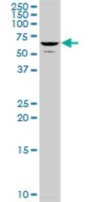 Western Blot: TH1L Antibody [H00051497-B01P]