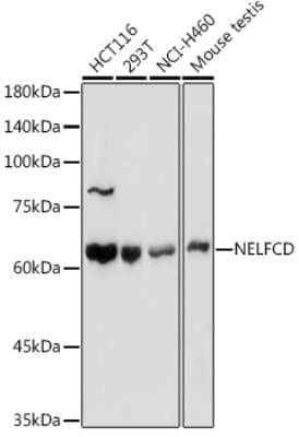 Western Blot: TH1L AntibodyAzide and BSA Free [NBP3-16475]