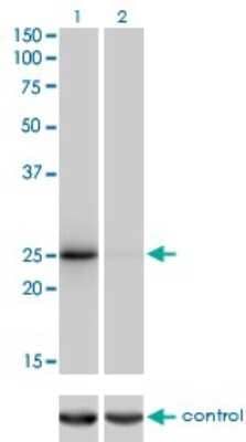 Western Blot: THAP1 Antibody (2C1-2F2) [H00055145-M01]