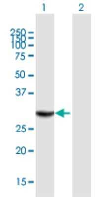 Western Blot: THAP1 Antibody [H00055145-B01P]