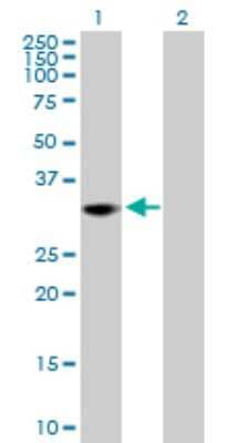 Western Blot: THAP1 Antibody [H00055145-D01P]
