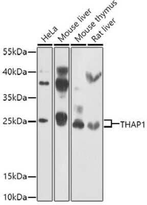 Western Blot: THAP1 AntibodyBSA Free [NBP2-93163]