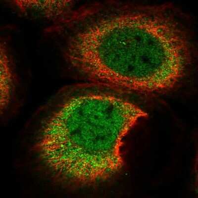 Immunocytochemistry/ Immunofluorescence: THAP10 Antibody [NBP1-86226]