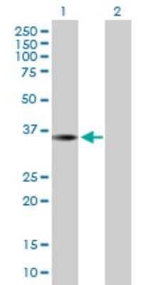 Western Blot: THAP10 Antibody [H00056906-B01P]