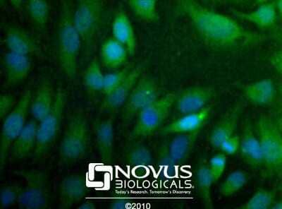 Immunocytochemistry/ Immunofluorescence: THAP11 Antibody [NBP1-49463]