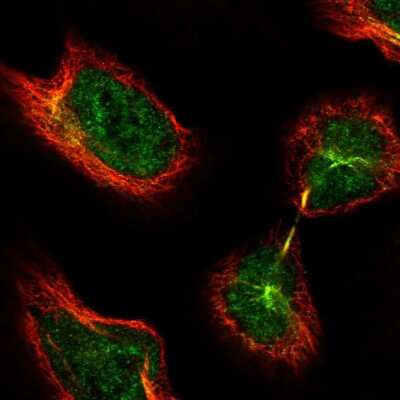 Immunocytochemistry/ Immunofluorescence: THAP11 Antibody [NBP1-92495]