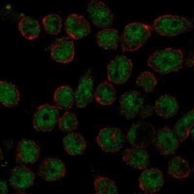 Immunocytochemistry/ Immunofluorescence: THAP11 Antibody [NBP3-17677]