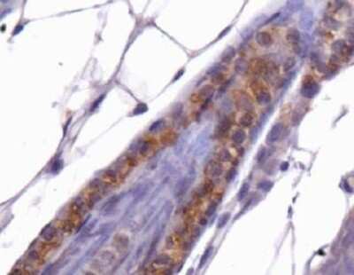 Immunohistochemistry: THAP11 Antibody [NBP1-49463]