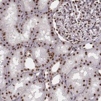 Immunohistochemistry-Paraffin: THAP3 Antibody [NBP2-57825]