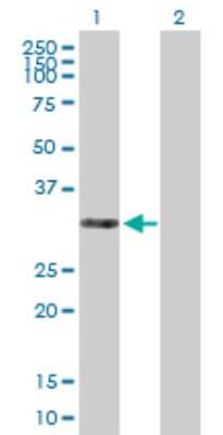 Western Blot: THAP3 Antibody [H00090326-B01P]