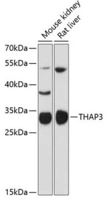 Western Blot: THAP3 AntibodyAzide and BSA Free [NBP2-94145]