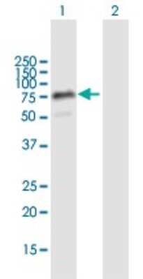 Western Blot: THAP4 Antibody [H00051078-B01P]