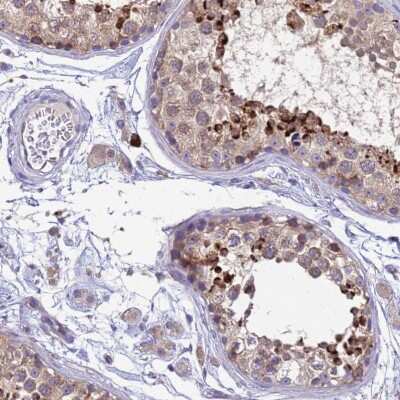 Immunohistochemistry-Paraffin: THAP5 Antibody [NBP1-92497]