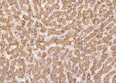 Immunohistochemistry-Paraffin: THAP6 Antibody [NBP3-05895]