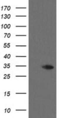 Western Blot: THAP6 Antibody (OTI1E10)Azide and BSA Free [NBP2-74498]