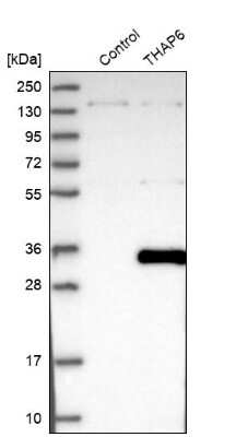 Western Blot: THAP6 Antibody [NBP1-81130]