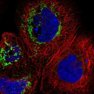 Immunocytochemistry/ Immunofluorescence: THAP9 Antibody [NBP1-93848]