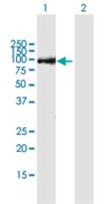 Western Blot: THAP9 Antibody [H00079725-B01P]