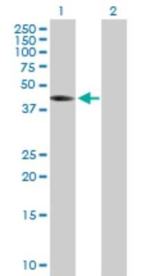 Western Blot: THEG Antibody [H00051298-B01P]