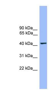 Western Blot: THEG Antibody [NBP1-79692]