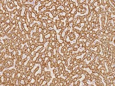Immunohistochemistry-Paraffin: THEM2 Antibody [NBP2-97056]