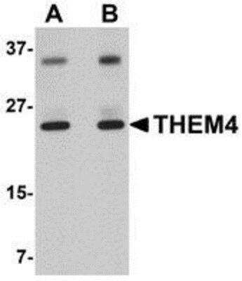 Western Blot: THEM4 AntibodyBSA Free [NBP1-77360]