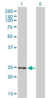 Western Blot: THEM5 Antibody [H00284486-B01P]