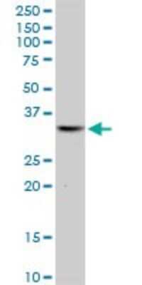 Western Blot: THG1L Antibody [H00054974-B01P]