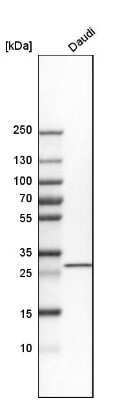 Western Blot: THG1L Antibody [NBP1-82314]