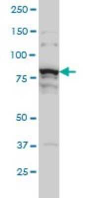 Western Blot: THNSL1 Antibody (6B1) [H00079896-M08]