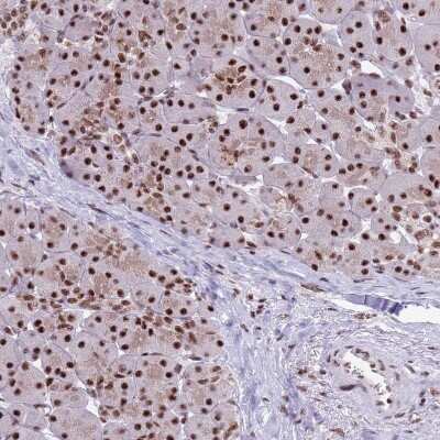 Immunohistochemistry-Paraffin: THOC2 Antibody [NBP1-92500]