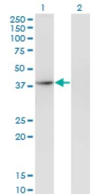 Western Blot: THOC3 Antibody (3D4) [H00084321-M04]