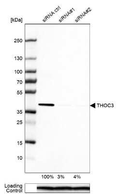 Western Blot: THOC3 Antibody [NBP1-92502]