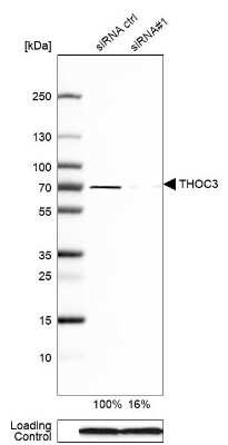 Western Blot: THOC3 Antibody [NBP1-92503]