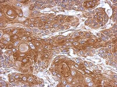 Immunohistochemistry-Paraffin: THOC5 Antibody [NBP2-20621]
