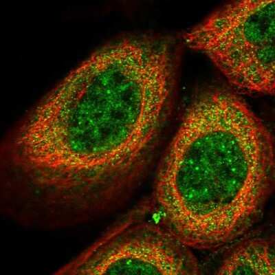 Immunocytochemistry/ Immunofluorescence: THOC7 Antibody [NBP1-82076]