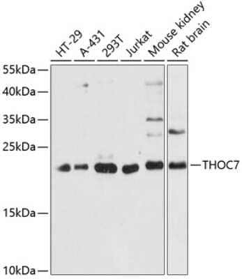 Western Blot: THOC7 AntibodyAzide and BSA Free [NBP2-94618]