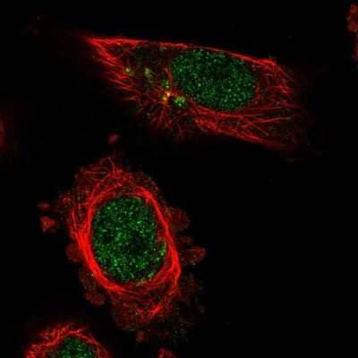 Immunocytochemistry/ Immunofluorescence: THRAP2 Antibody [NBP1-89612]