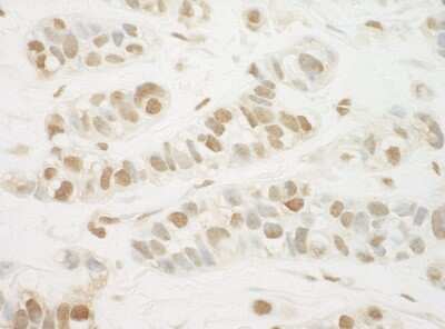 Immunohistochemistry: THRAP2 Antibody [NBP2-04087]