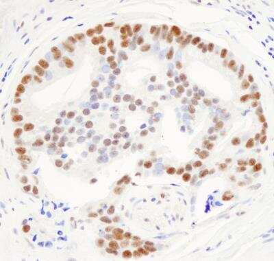 Immunohistochemistry-Paraffin: THRAP3 Antibody [NB100-40848]