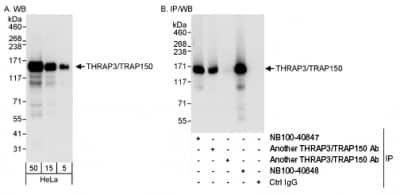 Western Blot: THRAP3 Antibody [NB100-40848]