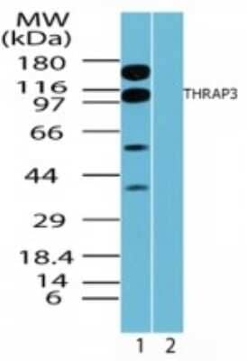 Western Blot: THRAP3 Antibody [NBP2-24477]