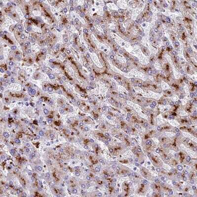 Immunohistochemistry-Paraffin: THRSP Antibody [NBP1-81290]