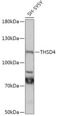 Western Blot: THSD4 AntibodyAzide and BSA Free [NBP2-94253]