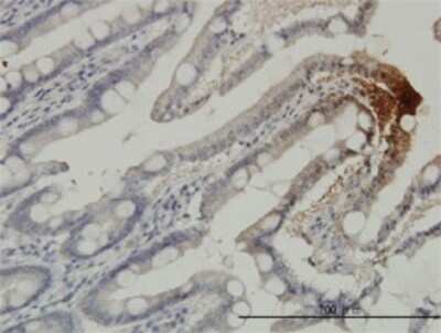 Immunohistochemistry-Paraffin: THTPA Antibody (3F6) [H00079178-M01]