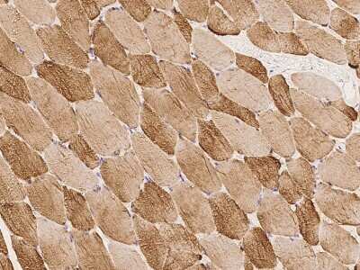 Immunohistochemistry-Paraffin: THTPA Antibody [NBP2-97452]