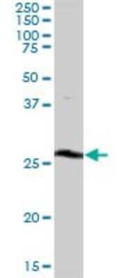 Western Blot: THTPA Antibody [H00079178-B01P]