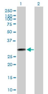 Western Blot: THTPA Antibody [H00079178-B01P]