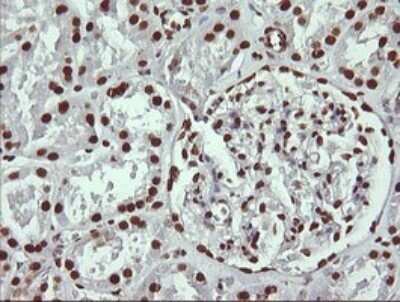 Immunohistochemistry: THUMPD1 Antibody (OTI1H6) - Azide and BSA Free [NBP2-74512]